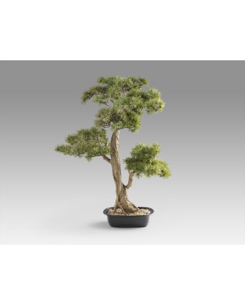 CHOKKAN - BONSAI 83CM